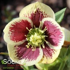 HONEYMOON® RIO CARNIVAL LENTEN ROSE 5 HONEYMOON® RIO CARNIVAL LENTEN ROSE -Outlet The Brio Bud Store DETA2 4605