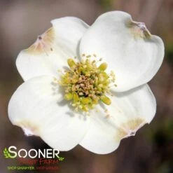 SUPER PRINCESS DOGWOOD 4 SUPER PRINCESS DOGWOOD -Outlet The Brio Bud Store DETA2 4699