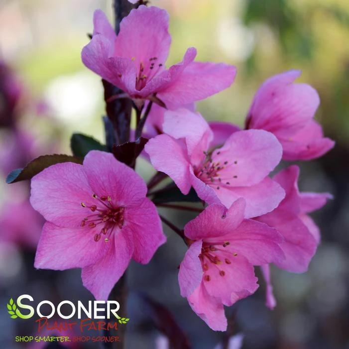 SHOW TIME™ CRABAPPLE 2 SHOW TIME™ CRABAPPLE - Image 2