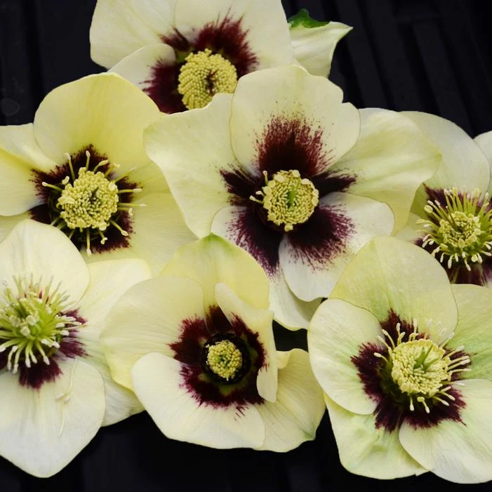 HONEYMOON® SPANISH FLARE LENTEN ROSE 2 HONEYMOON® SPANISH FLARE LENTEN ROSE - Image 2