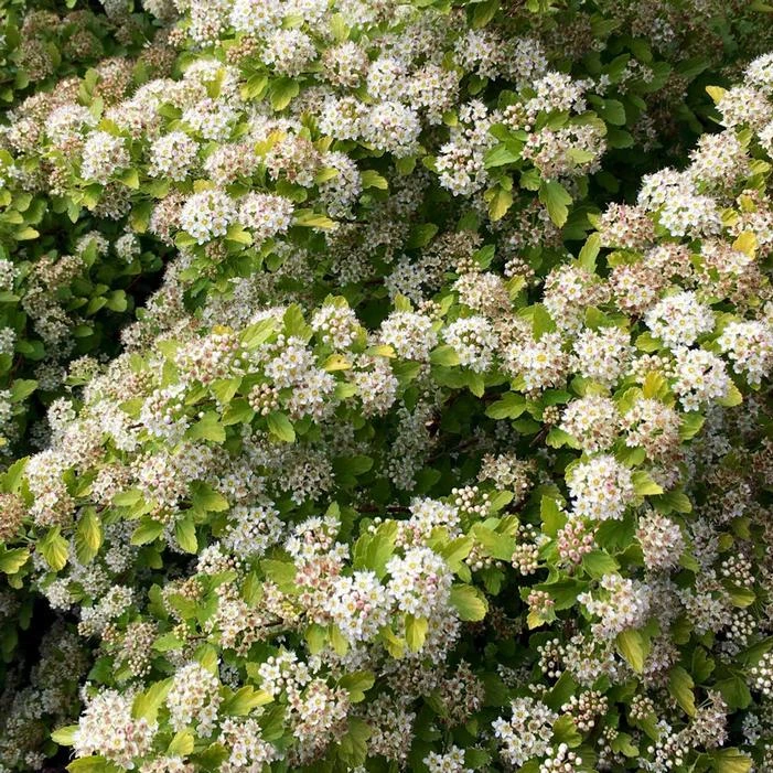 RASPBERRY LEMONADE™ NINEBARK 3 RASPBERRY LEMONADE™ NINEBARK - Image 3