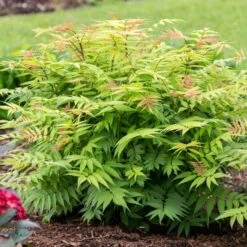 CHERRY ON TOP™ SORBARIA -Outlet The Brio Bud Store DETA2 5197