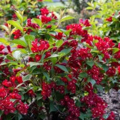 MAROON SWOON™ WEIGELA -Outlet The Brio Bud Store DETA2 5198