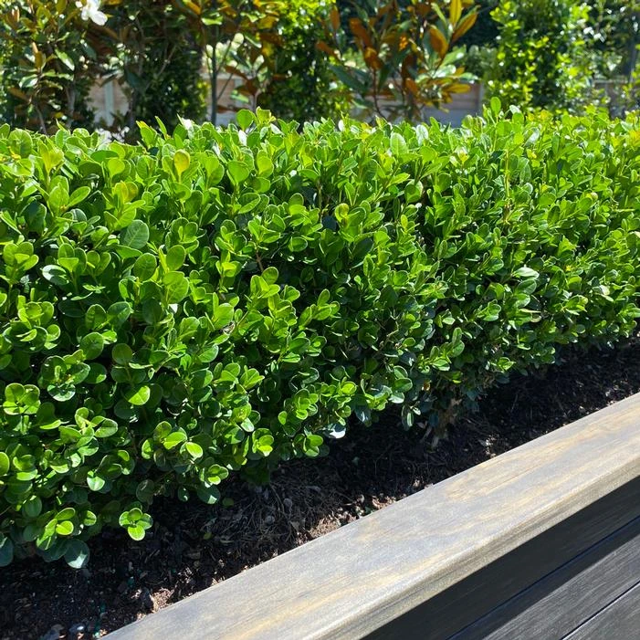NEWGEN® FREEDOM™ BOXWOOD 1 NEWGEN® FREEDOM™ BOXWOOD