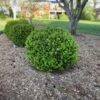 NEWGEN® INDEPENDENCE™ BOXWOOD