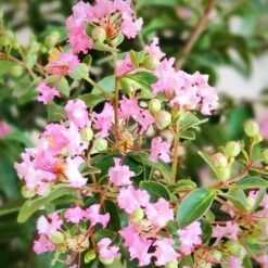 GREATMYRTLE™ COTTON CANDY CRAPEMYRTLE 5 GREATMYRTLE™ COTTON CANDY CRAPEMYRTLE -Outlet The Brio Bud Store DETA2 5238