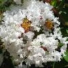 GREATMYRTLE™ FRENCH VANILLA CRAPEMYRTLE