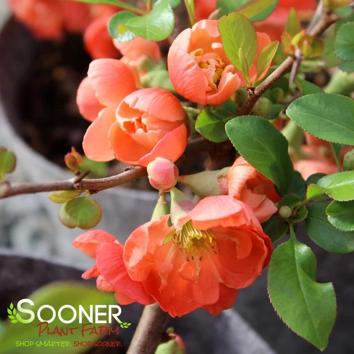 O YASHIMA FLOWERING QUINCE 1 O YASHIMA FLOWERING QUINCE