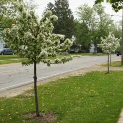 SWEET SUGAR TYME® CRABAPPLE -Outlet The Brio Bud Store DETA2 5288