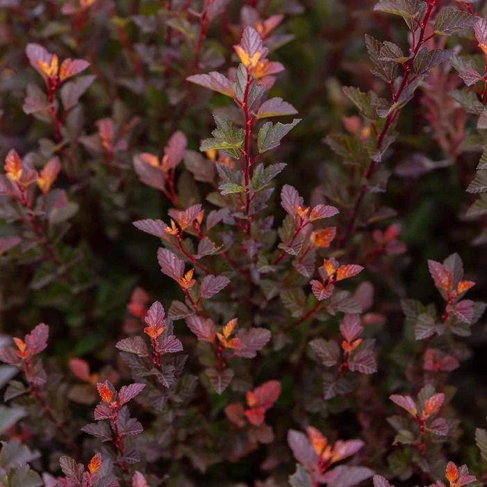 SPICY DEVIL® NINEBARK 1 SPICY DEVIL® NINEBARK