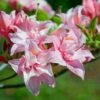 ELECTRIC LIGHTS™ DOUBLE PINK DECIDUOUS AZALEA