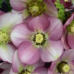 Outlet The Brio Bud Store 16 HONEYMOON® PARIS IN PINK LENTEN ROSE