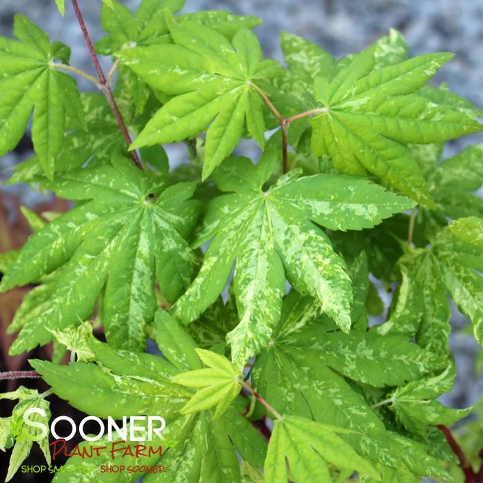 KUMOI NISHIKI FULL MOON UPRIGHT JAPANESE MAPLE 2 KUMOI NISHIKI FULL MOON UPRIGHT JAPANESE MAPLE - Image 2