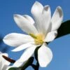 FAIRY MAGNOLIA® WHITE MAGNOLIA