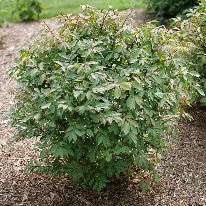 FIRE BALL® SEEDLESS BURNING BUSH 2 FIRE BALL® SEEDLESS BURNING BUSH - Image 2