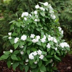 ILLUMINATI SPICE™ MOCKORANGE -Outlet The Brio Bud Store DETA2 5740