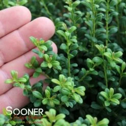 LUCKY MARBLE™ DWARF JAPANESE HOLLY -Outlet The Brio Bud Store DETA2 5839