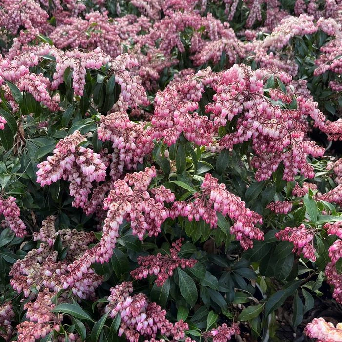 KATSURA PIERIS 1 KATSURA PIERIS