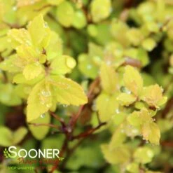 GOLDMOUND SPIRAEA -Outlet The Brio Bud Store DETA2 623