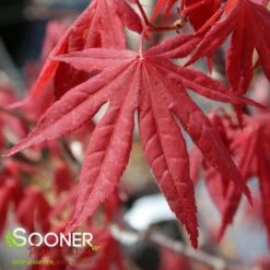 BOSKOOP GLORY UPRIGHT JAPANESE MAPLE