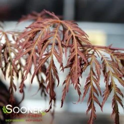 RED SELECT WEEPING JAPANESE MAPLE -Outlet The Brio Bud Store DETA2 728