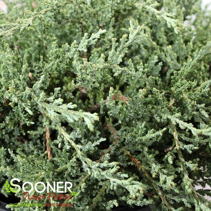 GREEN SARGENT JUNIPER 1 GREEN SARGENT JUNIPER