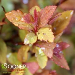 GOLDFLAME SPIRAEA -Outlet The Brio Bud Store DETA2 893