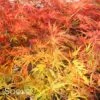 VIRIDIS WEEPING JAPANESE MAPLE