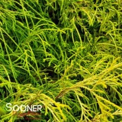 KING'S GOLD FALSE CYPRESS -Outlet The Brio Bud Store DETA3 1092