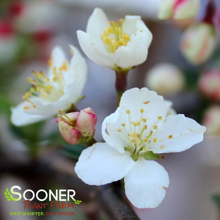 SARGENT TINA CRABAPPLE 1 SARGENT TINA CRABAPPLE