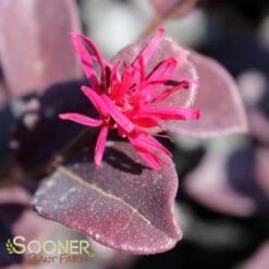 EVER RED LOROPETALUM -Outlet The Brio Bud Store DETA3 1605