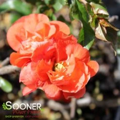 DOUBLE TAKE® ORANGE STORM QUINCE -Outlet The Brio Bud Store DETA3 2020