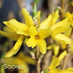 Outlet The Brio Bud Store 26 SHOWY BORDER™ FORSYTHIA