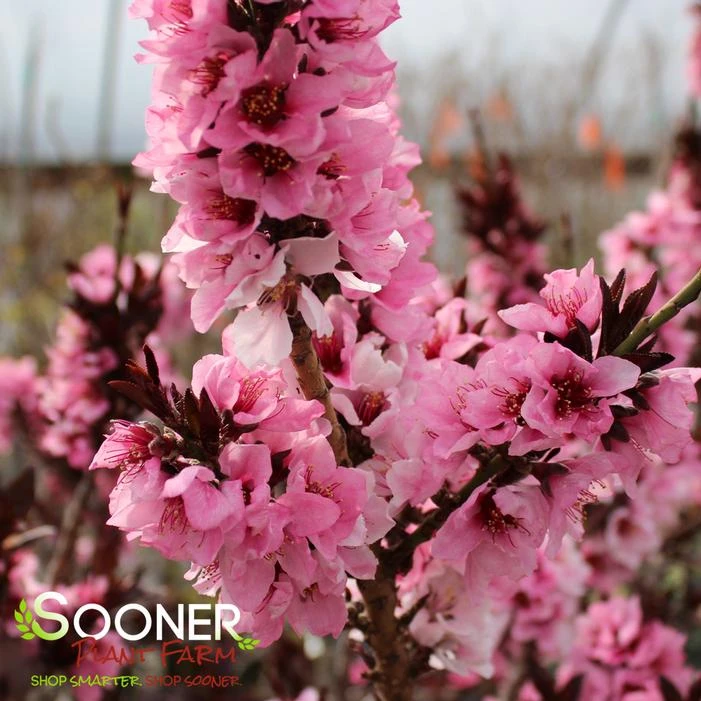 BONFIRE ORNAMENTAL PATIO PEACH 2 BONFIRE ORNAMENTAL PATIO PEACH - Image 2