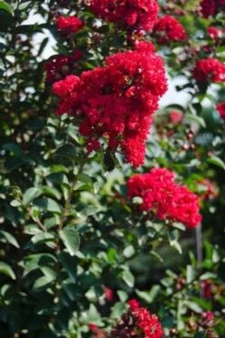 PRINCESS HOLLY ANN™ CRAPEMYRTLE -Outlet The Brio Bud Store DETA3 2535