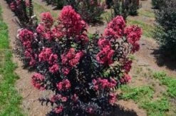 MIDNIGHT MAGIC™ CRAPEMYRTLE -Outlet The Brio Bud Store DETA3 2671