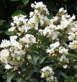 ENDURING SUMMER™ WHITE CRAPEMYRTLE -Outlet The Brio Bud Store DETA3 2826