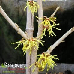 ARNOLD'S PROMISE WITCH HAZEL -Outlet The Brio Bud Store DETA3 3235