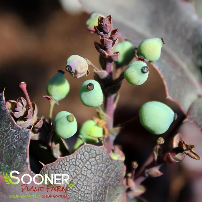 CREEPING MAHONIA 2 CREEPING MAHONIA - Image 2