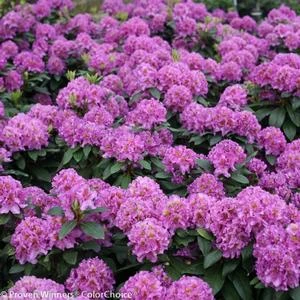 DANDY MAN® PURPLE RHODODENDRON 4 DANDY MAN® PURPLE RHODODENDRON - Image 4