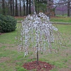 SNOW FOUNTAIN WEEPING FLOWERING CHERRY -Outlet The Brio Bud Store DETA3 433