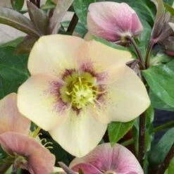 HONEYMOON® SANDY SHORES LENTEN ROSE -Outlet The Brio Bud Store DETA3 4477
