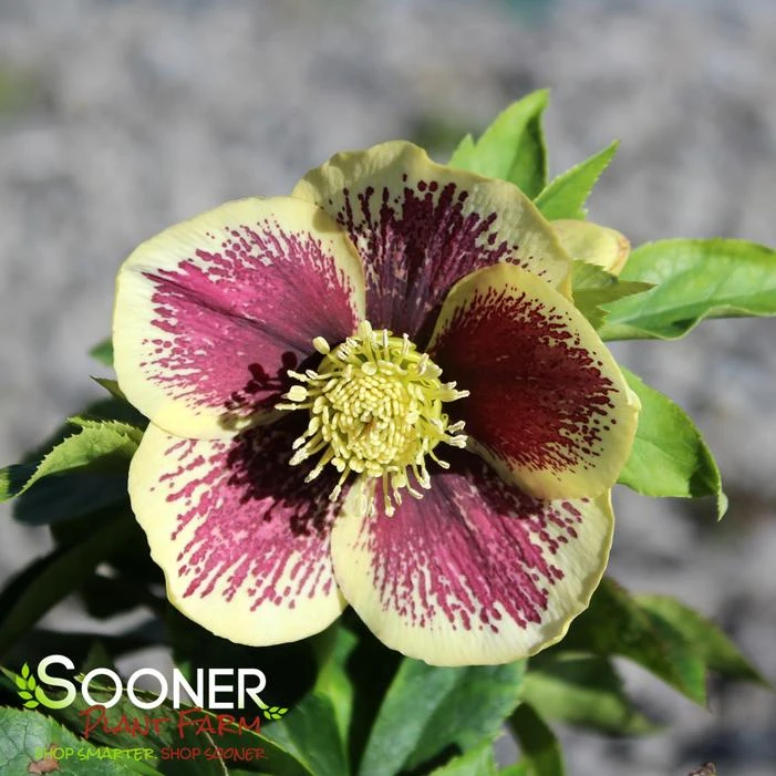 HONEYMOON® RIO CARNIVAL LENTEN ROSE 2 HONEYMOON® RIO CARNIVAL LENTEN ROSE - Image 2