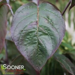 SUPER PRINCESS DOGWOOD 5 SUPER PRINCESS DOGWOOD -Outlet The Brio Bud Store DETA3 4699