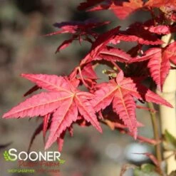 BENI MAIKO UPRIGHT JAPANESE MAPLE -Outlet The Brio Bud Store DETA3 4895