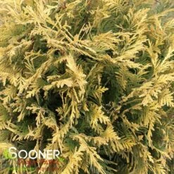GOLDEN GLOBE ARBORVITAE -Outlet The Brio Bud Store DETA3 5189