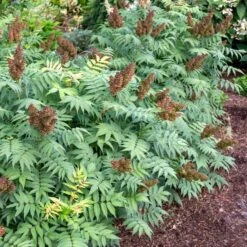 CHERRY ON TOP™ SORBARIA -Outlet The Brio Bud Store DETA3 5197