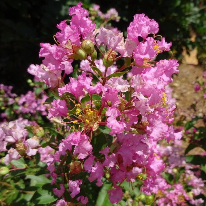GREATMYRTLE™ COTTON CANDY CRAPEMYRTLE 2 GREATMYRTLE™ COTTON CANDY CRAPEMYRTLE - Image 2