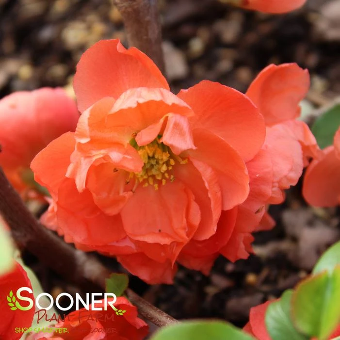O YASHIMA FLOWERING QUINCE 4 O YASHIMA FLOWERING QUINCE - Image 4
