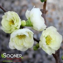 CHOJURAKU FLOWERING QUINCE -Outlet The Brio Bud Store DETA3 5272